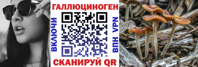 Псилоцибиновые грибы Psilocybe  Полысаево 